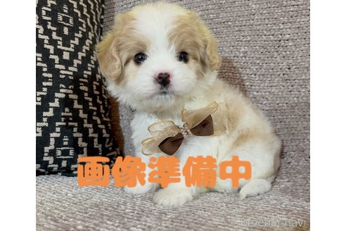 成約済の大阪府のミックス犬-322200の3枚目