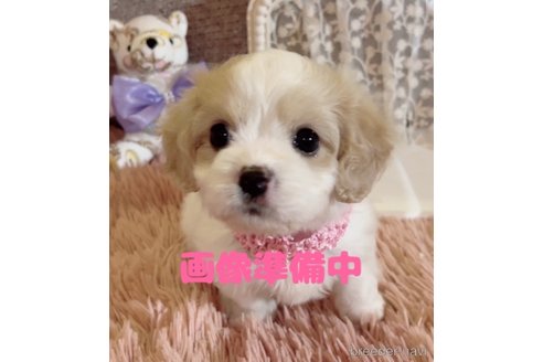 成約済の大阪府のミックス犬-322200の4枚目