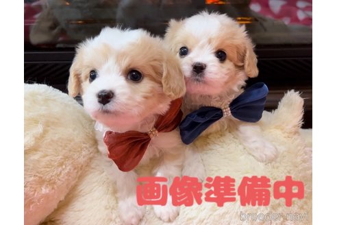 成約済の大阪府のミックス犬-322200の5枚目