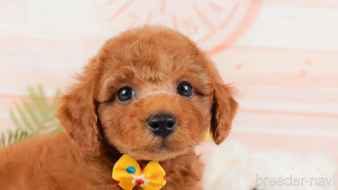 成約済の神奈川県のトイプードル-321232の1枚目