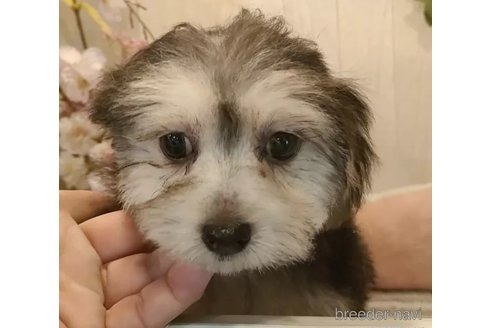成約済の愛知県のチワマル:チワワ×マルチーズ-317117の5枚目