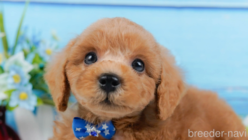 成約済の神奈川県のトイプードル-321223の1枚目