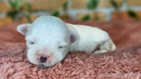 成約済の愛知県のマルチーズ-321252の12枚目