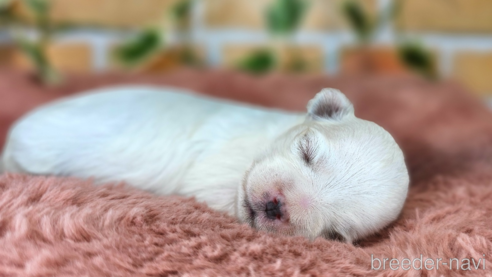 成約済の愛知県のマルチーズ-321252の11枚目