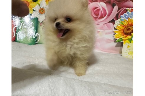 成約済の兵庫県のポメラニアン-322213の4枚目