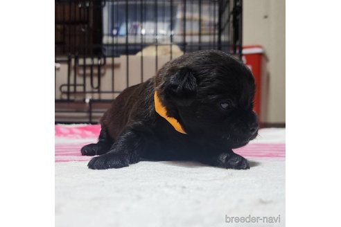 成約済の岡山県のミックス犬-321064の12枚目