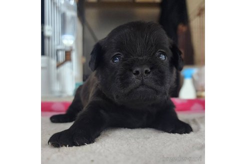 成約済の岡山県のミックス犬-321064の11枚目