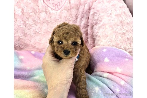 成約済の沖縄県のタイニープードル-321891の4枚目
