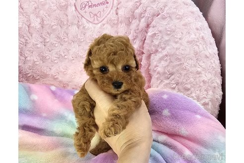 成約済の沖縄県のタイニープードル-321891の3枚目