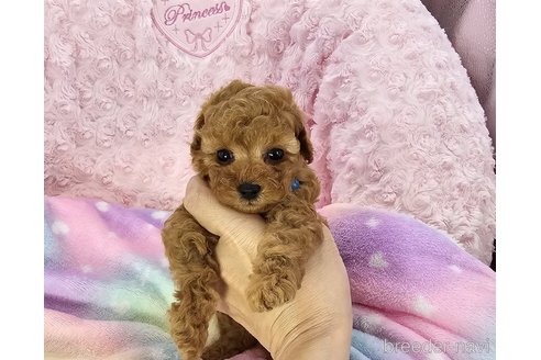 成約済の沖縄県のタイニープードル-321891の2枚目