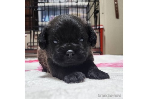 成約済の岡山県のミックス犬-321068の9枚目