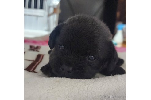 成約済の岡山県のミックス犬-321068の10枚目