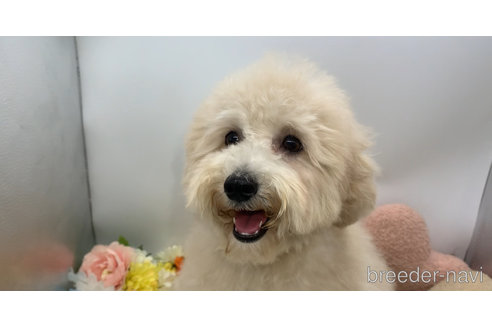 成約済の東京都のミックス犬-298406の17枚目