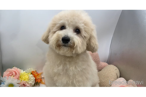 成約済の東京都のミックス犬-298406の16枚目