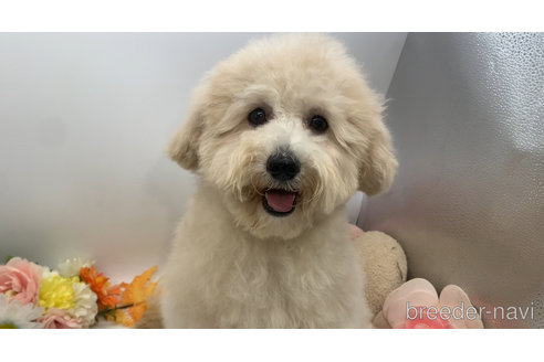 成約済の東京都のミックス犬-298406の15枚目
