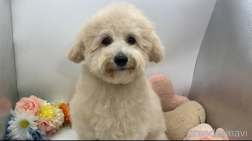 成約済の東京都のミックス犬-298406の14枚目