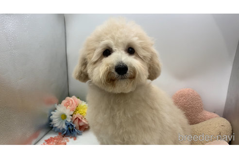 成約済の東京都のミックス犬-298406の13枚目