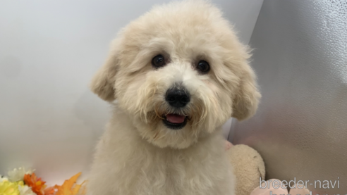 成約済の東京都のミックス犬-298406の12枚目