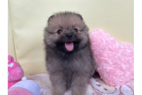 成約済の新潟県のポメラニアン-322216の5枚目