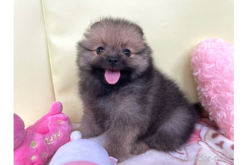 成約済の新潟県のポメラニアン-322216の3枚目