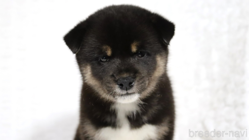 成約済の滋賀県の柴犬-320522の2枚目