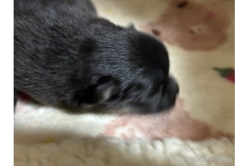 成約済の千葉県のポメラニアン-322410の18枚目
