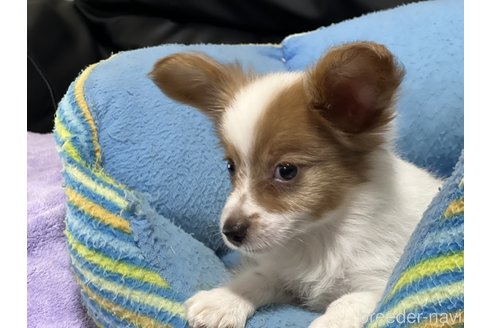 成約済の栃木県のパピヨン-318736の3枚目