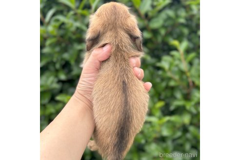 成約済の福岡県のミニチュアダックスフンド(ロングヘアード)-322231の11枚目