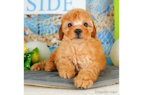 成約済の千葉県のトイプードル-322240の1枚目