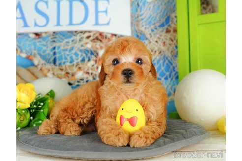 成約済の千葉県のトイプードル-322240の5枚目