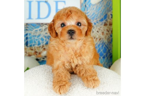 成約済の千葉県のトイプードル-322240の2枚目