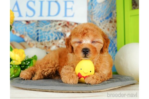 成約済の千葉県のトイプードル-322240の3枚目