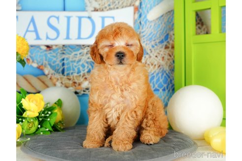 成約済の千葉県のトイプードル-322240の4枚目