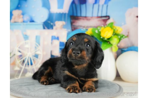成約済の千葉県のカニンヘンダックスフンド(ロングヘアード)-322241の5枚目
