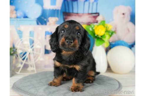 成約済の千葉県のカニンヘンダックスフンド(ロングヘアード)-322241の2枚目