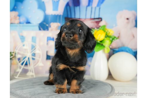 成約済の千葉県のカニンヘンダックスフンド(ロングヘアード)-322241の4枚目