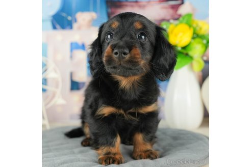 成約済の千葉県のカニンヘンダックスフンド(ロングヘアード)-322241の3枚目