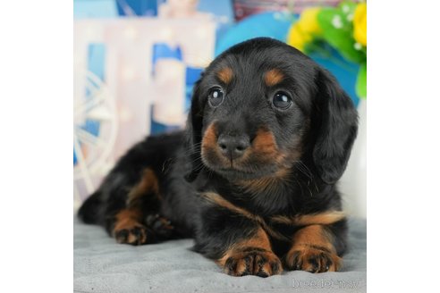 成約済の千葉県のカニンヘンダックスフンド(ロングヘアード)-322241の1枚目