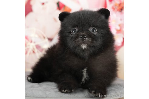 成約済の千葉県のポメラニアン-322244の3枚目