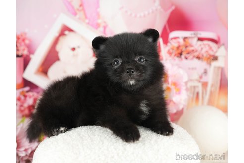 成約済の千葉県のポメラニアン-322244の4枚目