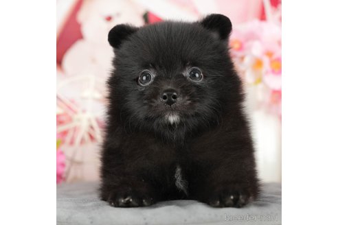 成約済の千葉県のポメラニアン-322244の1枚目