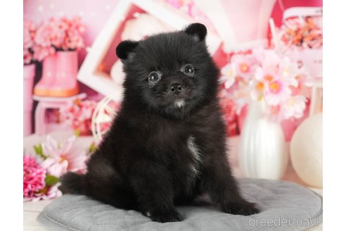 成約済の千葉県のポメラニアン-322244の5枚目