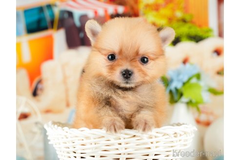 成約済の千葉県のポメラニアン-322245の5枚目