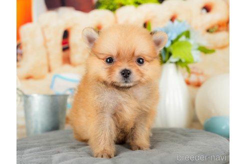 成約済の千葉県のポメラニアン-322245の2枚目