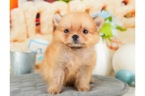 成約済の千葉県のポメラニアン-322245の3枚目