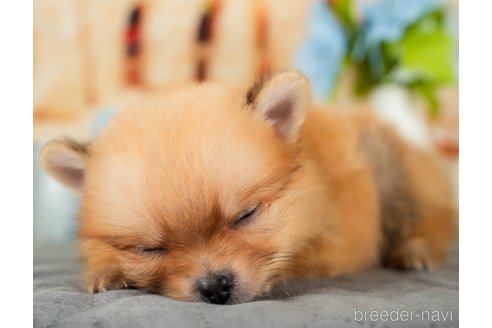 成約済の千葉県のポメラニアン-322245の4枚目