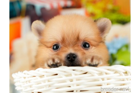 成約済の千葉県のポメラニアン-322245の1枚目