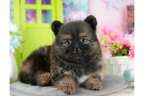 成約済の千葉県のポメラニアン-322250の3枚目