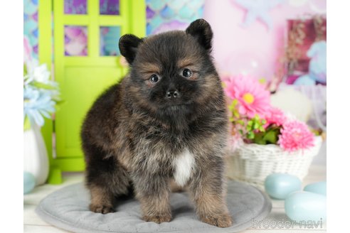 成約済の千葉県のポメラニアン-322250の4枚目