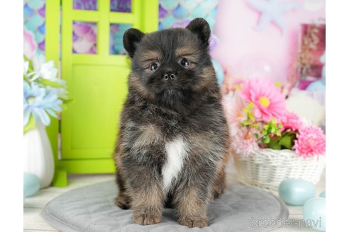 成約済の千葉県のポメラニアン-322250の1枚目